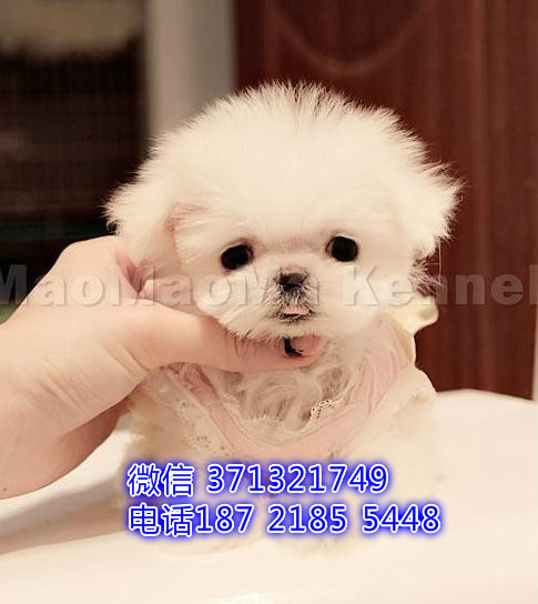 长沙马尔济斯犬出售幼犬 长不大马尔济斯犬狗
