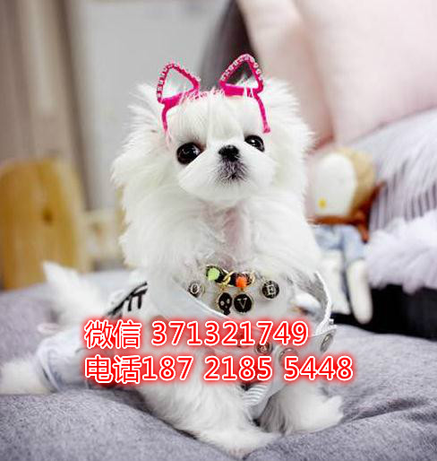 深圳犬舍出售 马尔济斯犬幼犬狗狗，犬舍繁殖马