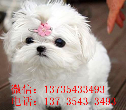 青岛宠物狗犬舍出售马尔济斯犬狗市场在哪买狗卖狗