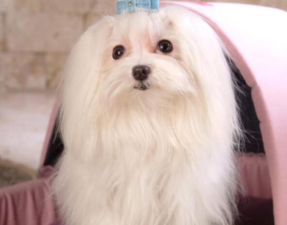 深圳宠物狗犬舍出售马尔济斯犬狗市场在哪买狗