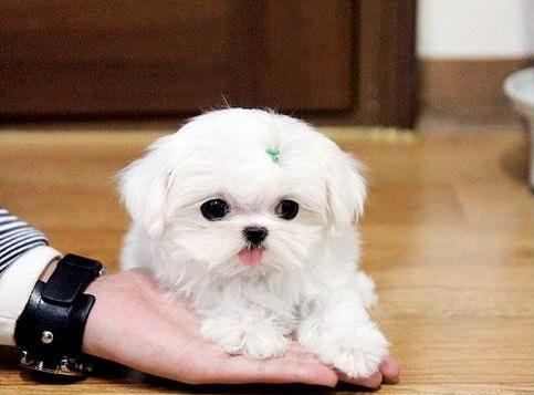 长沙宠物狗犬舍出售马尔济斯犬狗市场在哪买狗