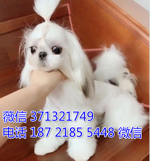 武汉狗狗 出售马尔济斯犬纯种幼犬 武汉狗场 