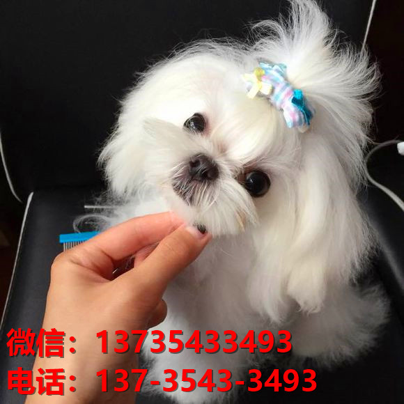 纯种马尔济斯犬 长沙犬舍宠物狗市场在哪里有马尔济斯狗卖哪里有狗买