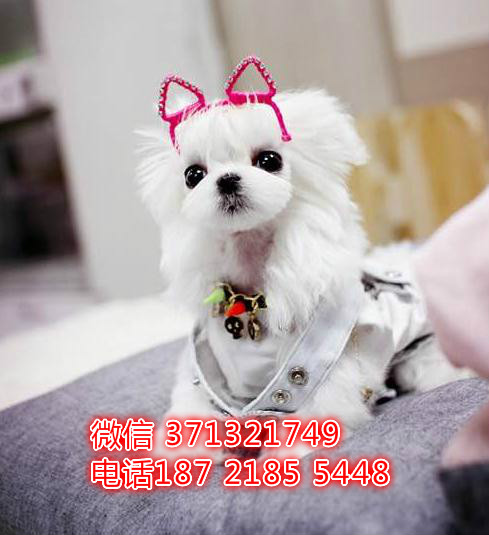 马尔济斯犬 武汉特惠出售 武汉犬舍出售小马