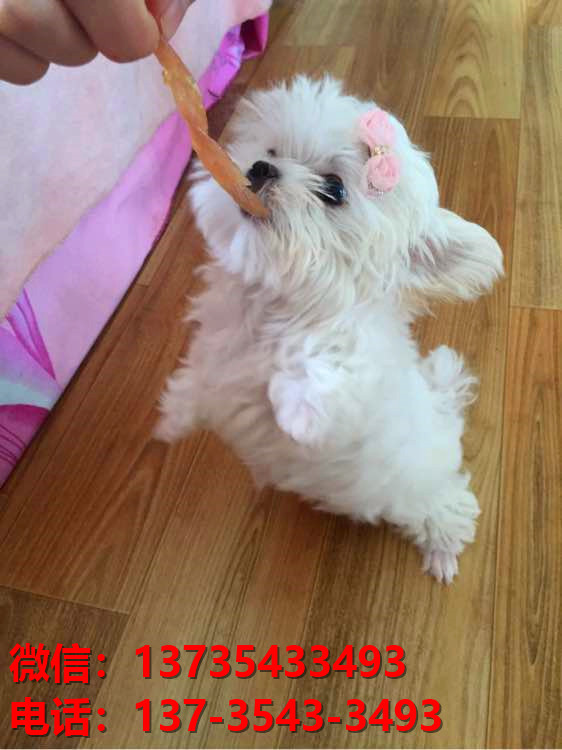 纯种马尔济斯犬 厦门犬舍宠物狗市场在哪里有