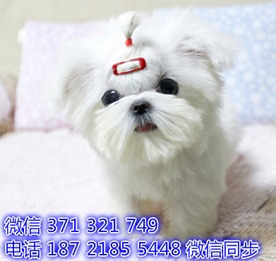 马尔济斯网上宠物买卖 宠物市场 宠物狗狗图片宠物网 溉