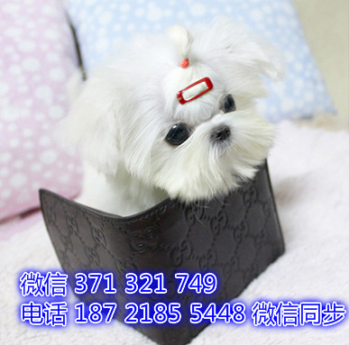 马尔济斯网上宠物买卖 宠物市场 宠物狗狗图片宠物网 拦