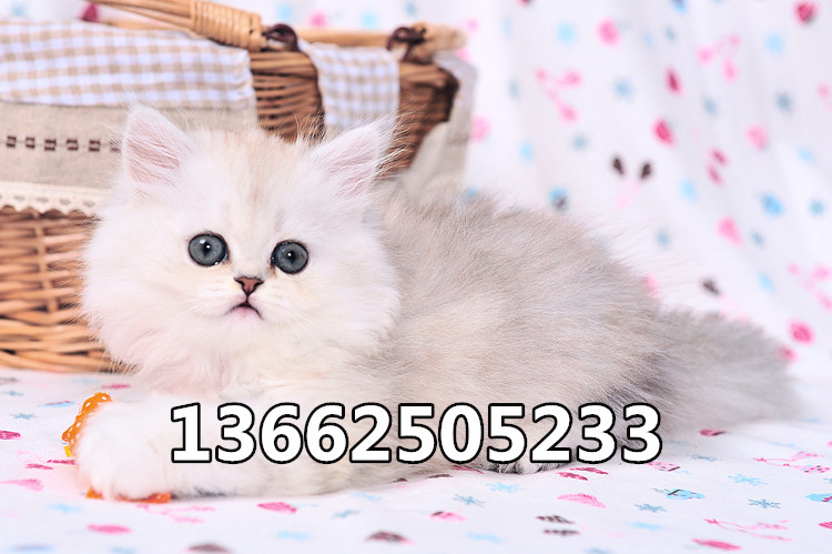 珠海哪里有卖金吉拉猫  珠海金吉拉猫一只多少钱