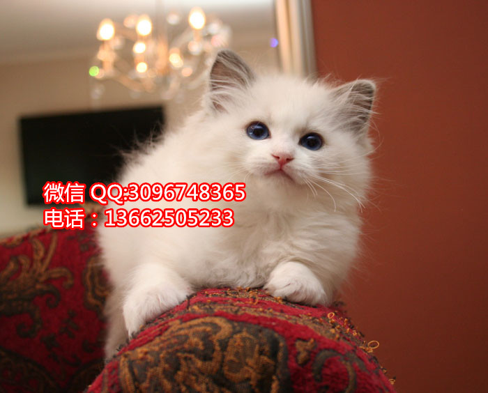 珠海哪里有卖布偶猫  珠海布偶猫一只多少钱