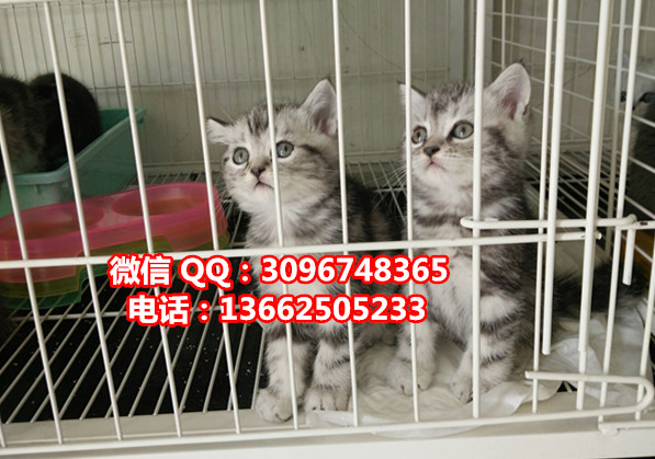 珠海哪里有卖虎斑猫  珠海虎斑猫一只多少钱