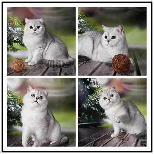 珠海哪里有卖英短蓝白多少钱 可上门挑选 死亡包赔