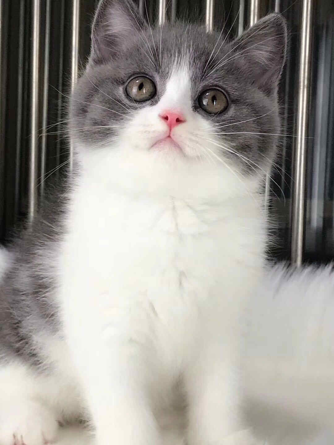 中山纯种英短猫价格多少 珠三角区域可送货上门