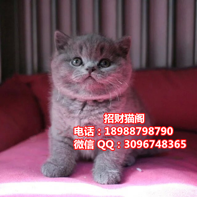 珠海哪里有卖英国短毛猫  珠海哪里有卖英短蓝