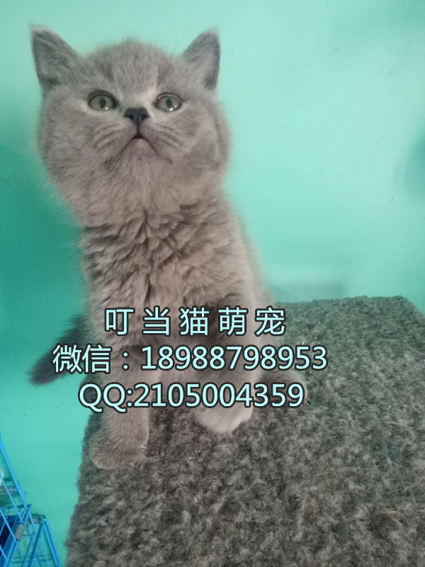 深圳纯种英短蓝猫哪里有卖深圳纯种英短蓝猫一只多少钱深圳纯种英短蓝猫