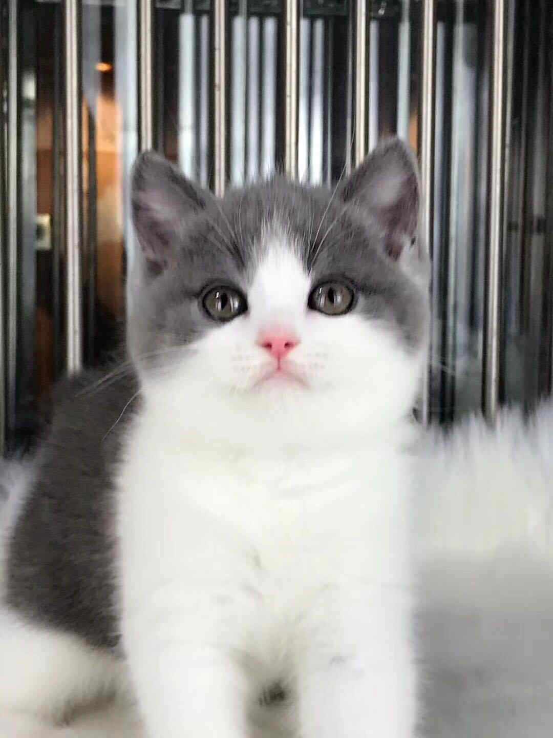 东莞宠物猫价格 英短蓝白大概多少钱 正八五粉