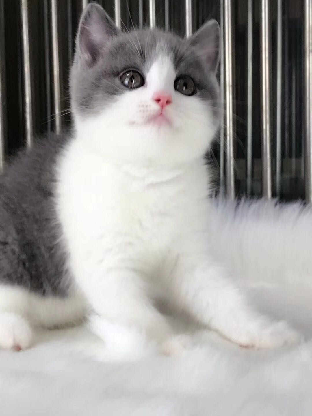 广州本地猫舍 英短蓝白 正八五粉大包子脸