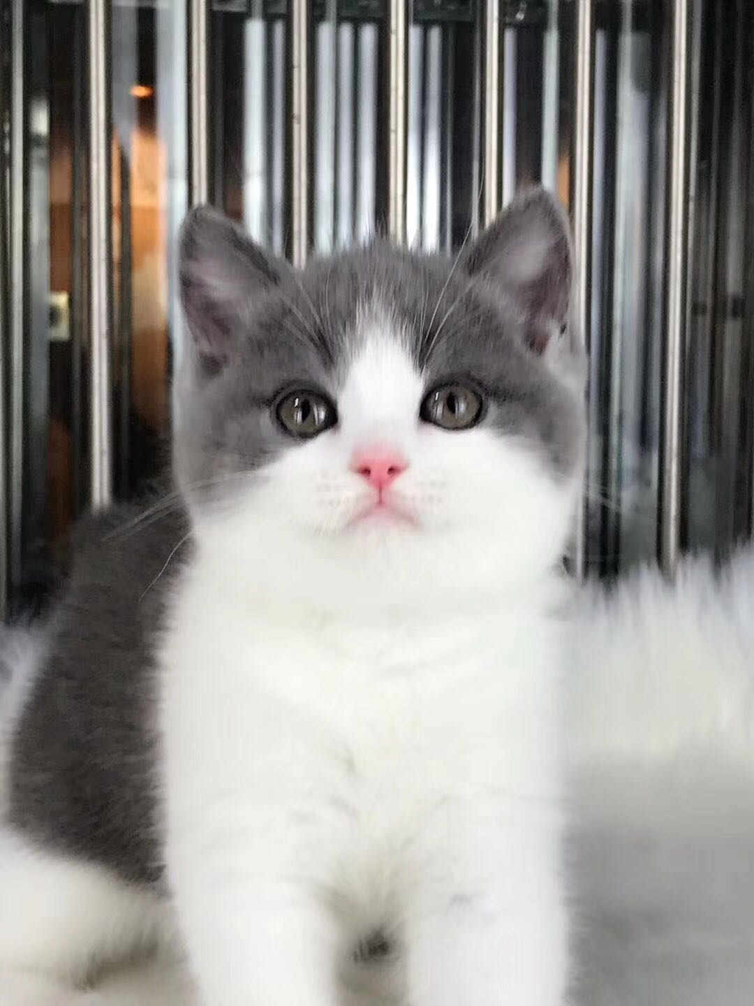 中山纯种英短猫价格多少 珠三角区域可送货上门