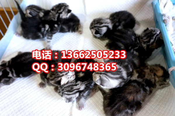 珠海哪里有卖虎斑猫  珠?；呙ㄒ恢欢嗌偾? /></div>        </div>

  </div>
  <div   id=