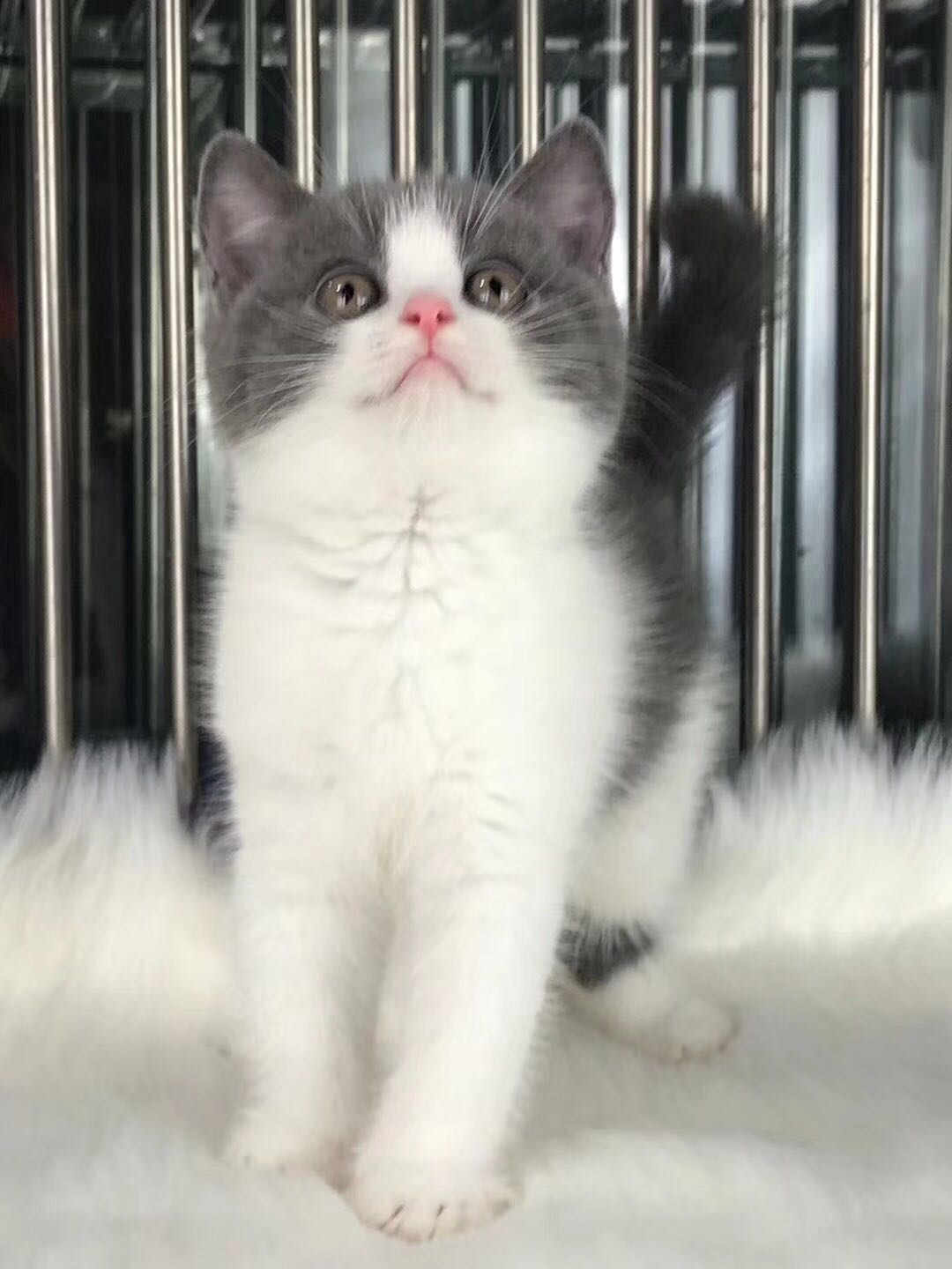 深圳宠物猫 英短蓝白多少钱一只 英短猫价格