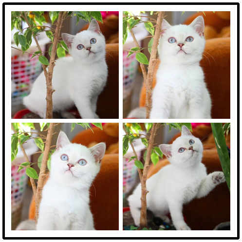 中山纯种英短猫价格多少 珠三角区域可送货上门