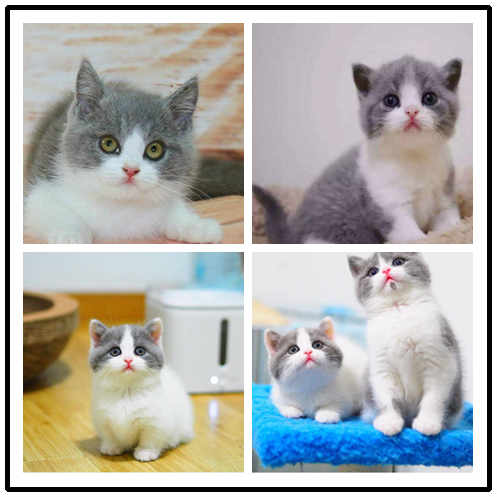 东莞宠物猫价格 英短蓝白大概多少钱 正八五粉