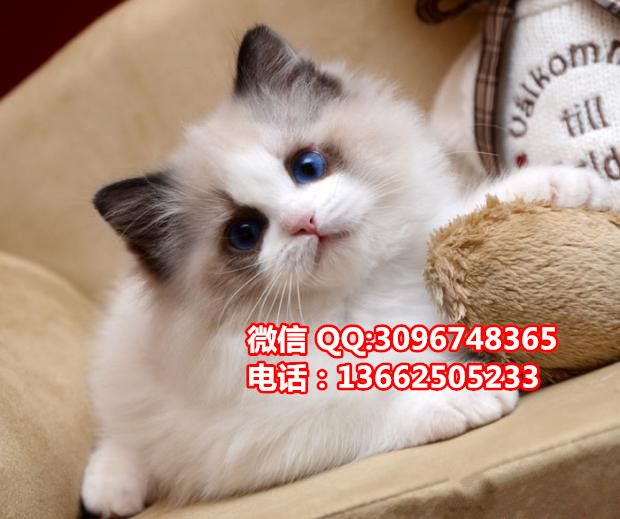 珠海哪里有卖布偶猫  珠海布偶猫一只多少钱