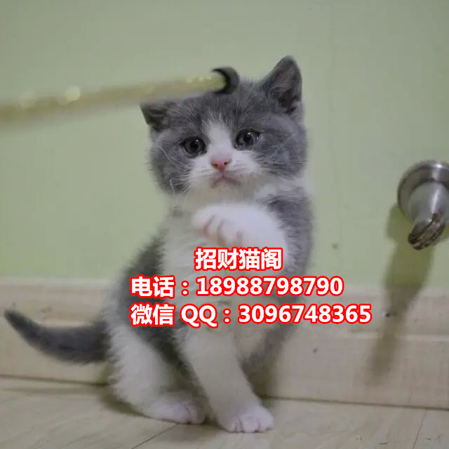 珠海哪里有卖英国短毛猫   珠海哪里有卖英短蓝白猫