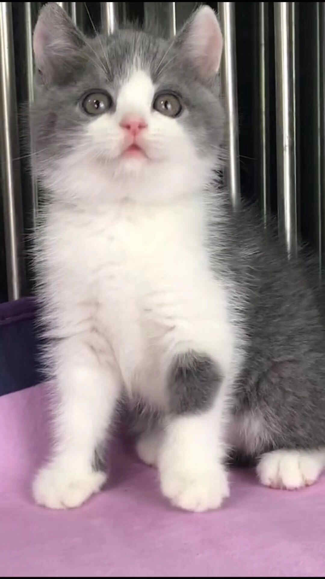 珠海哪里有卖英短蓝白多少钱 可上门挑选 死亡包赔