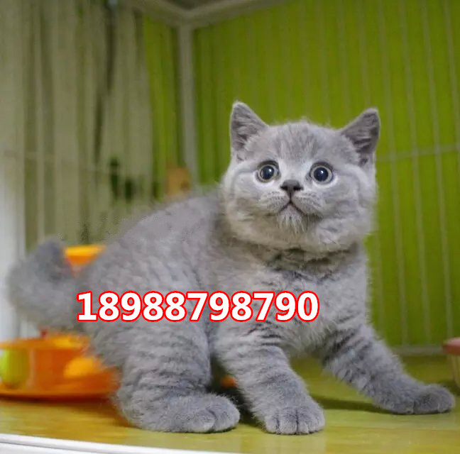 深圳哪里有卖英国短毛猫  深圳哪里有卖英短蓝猫