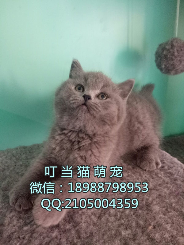 深圳纯种英短蓝猫哪里有卖深圳纯种英短蓝猫一只多少钱深圳纯种英短蓝猫