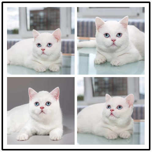 东莞宠物猫价格 英短蓝白大概多少钱 正八五粉