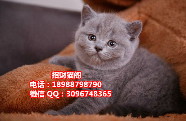 深圳哪里有卖英国短毛猫  深圳哪里有卖英短蓝猫