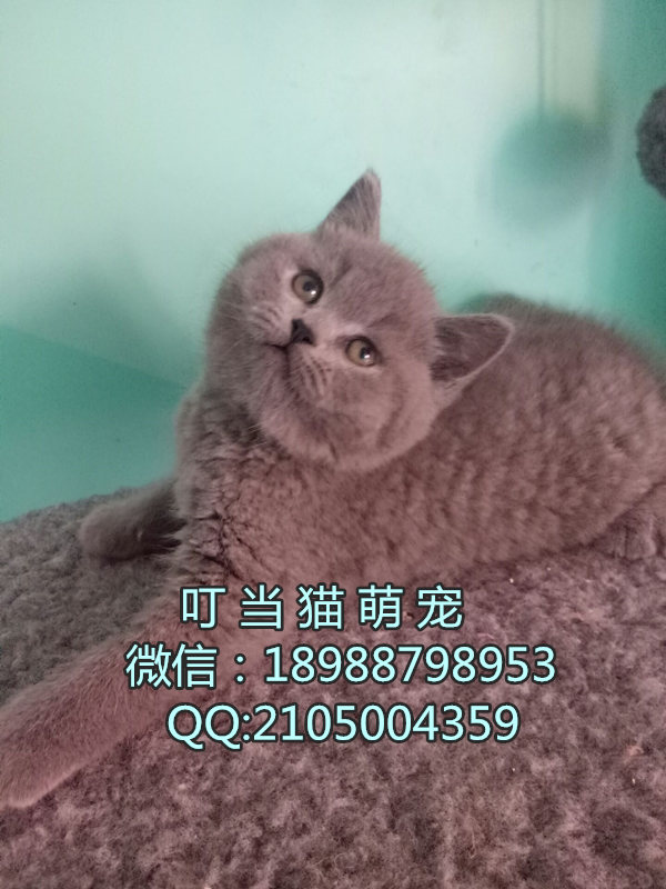 深圳纯种英短蓝猫哪里有卖深圳纯种英短蓝猫一只多少钱深圳纯种英短蓝猫
