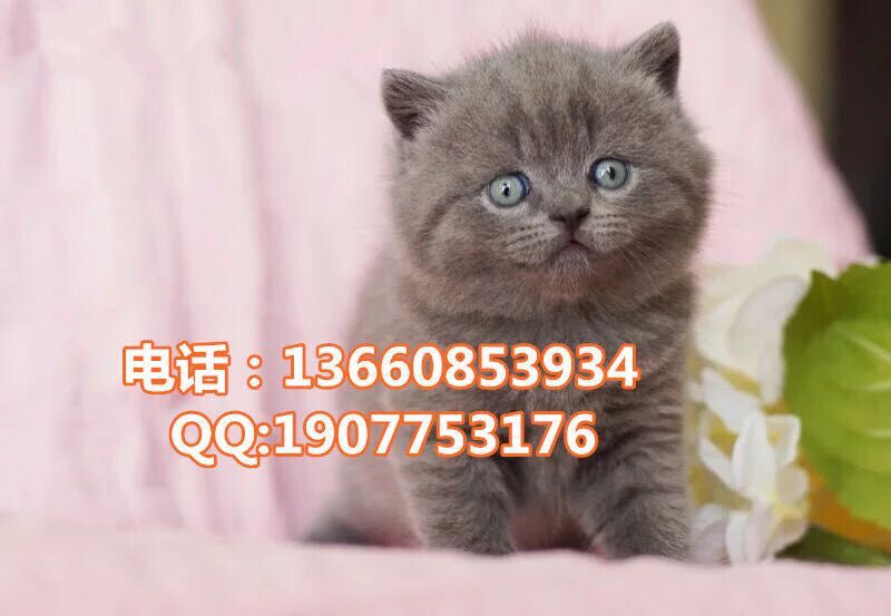 清远哪里有出售蓝猫 清远蓝猫一只多少钱
