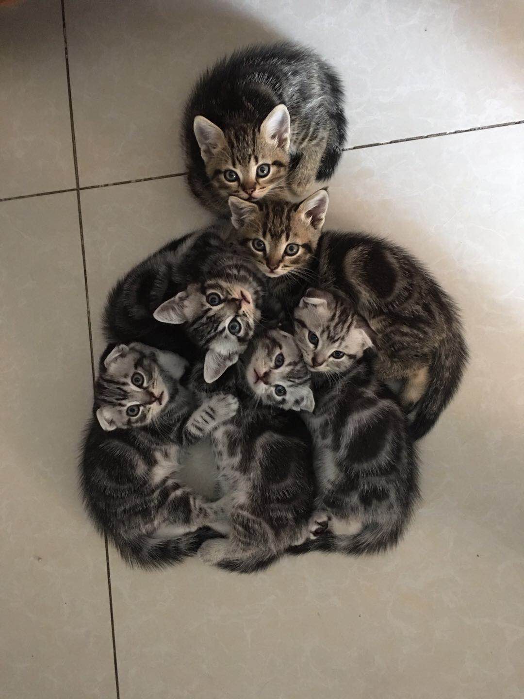 自家养虎斑折耳宝宝