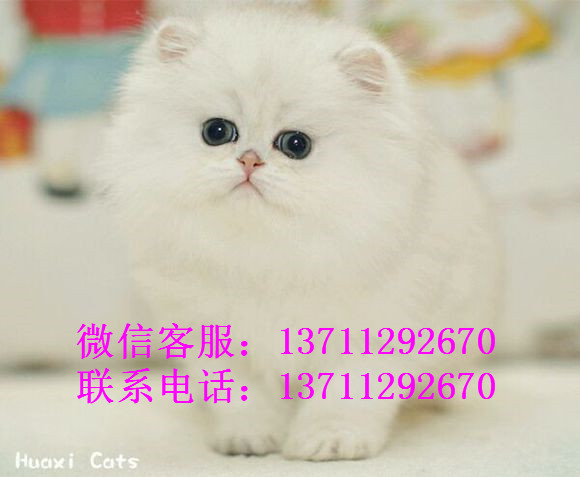 广州哪里有出售金吉拉 广州金吉拉一只多少钱