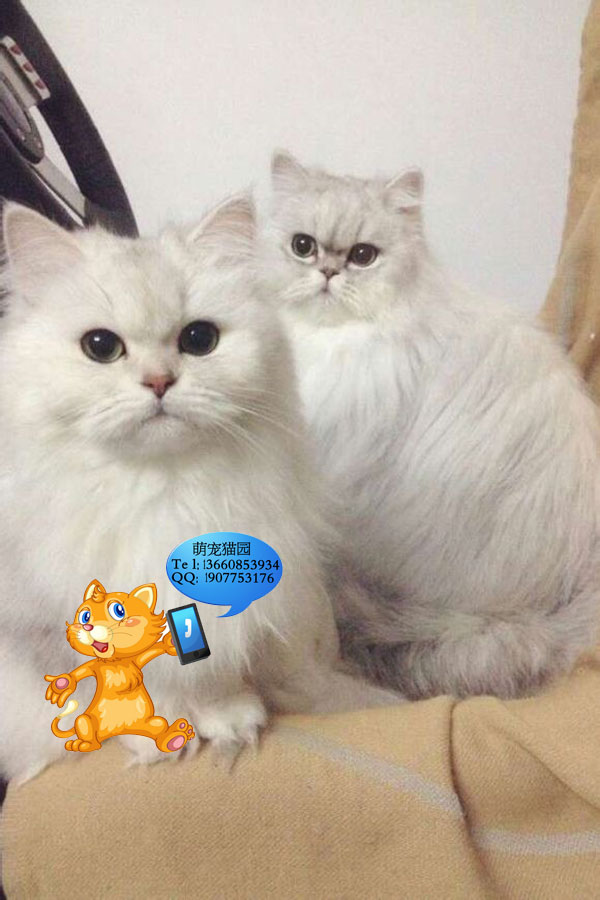 广州哪里有出售金吉拉 广州金吉拉一只多少钱