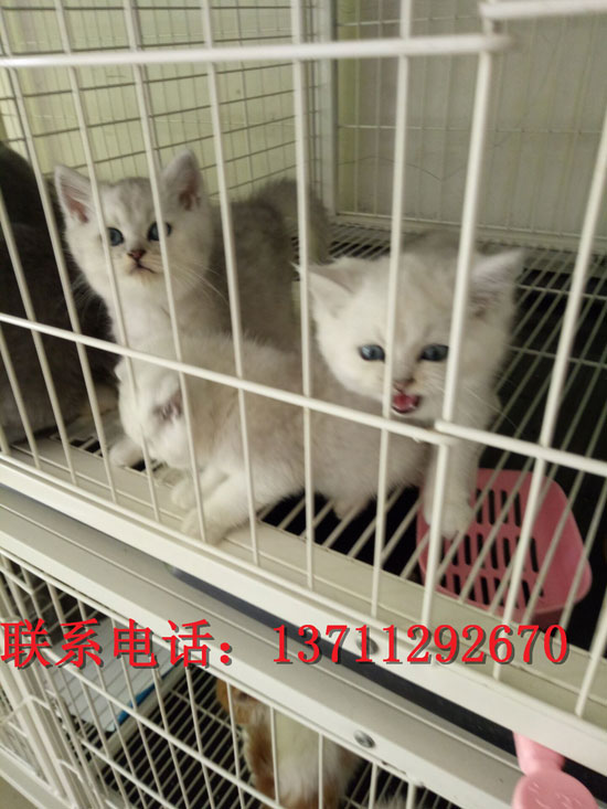 广州哪里有出售银渐层 广州银渐层一只多少钱