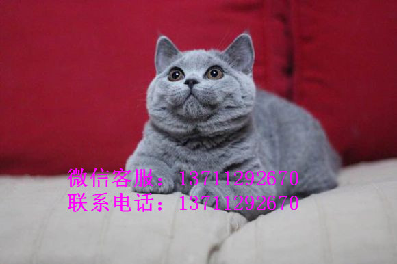 深圳哪里有出售蓝猫 深圳蓝猫一只多少钱
