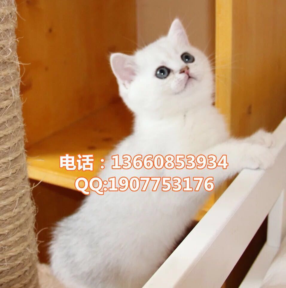 广州哪里有出售银渐层 广州银渐层一只多少钱