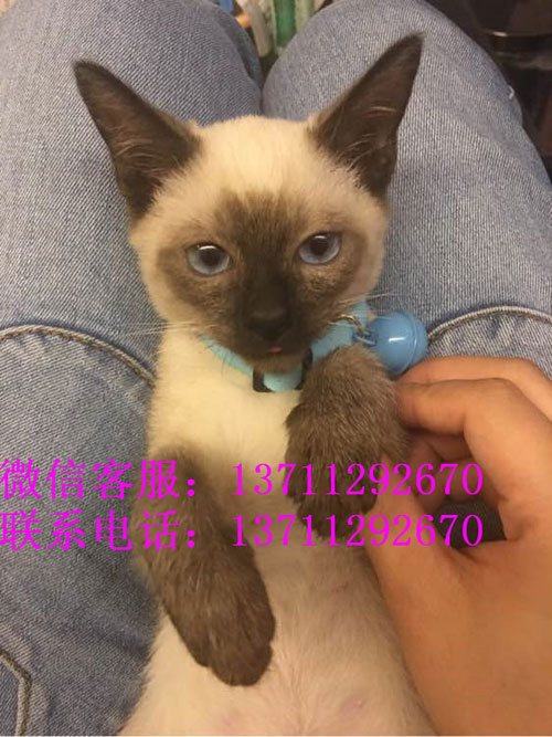 广州哪里有出售暹罗猫 广州暹罗猫一只多少钱