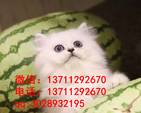 广州哪里有出售金吉拉 广州金吉拉一只多少钱