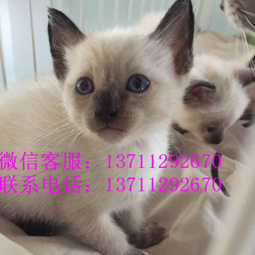 深圳哪里有出售暹罗猫 深圳暹罗猫一只多少钱