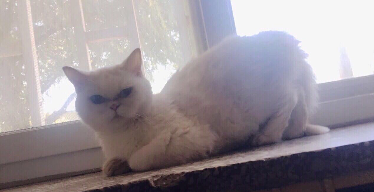 英短母猫，难得的鸳鸯眼！