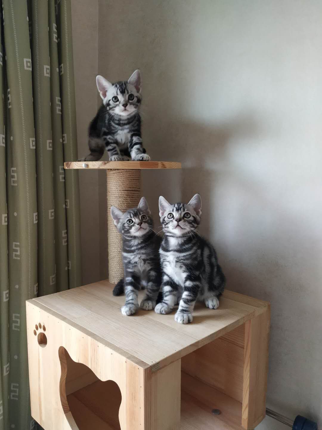 美短弟弟找家长