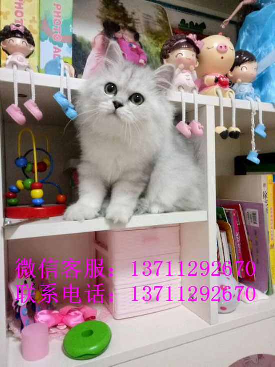 广州哪里有出售金吉拉 广州金吉拉一只多少钱