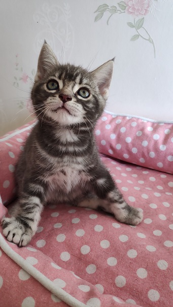 美短弟弟找家长