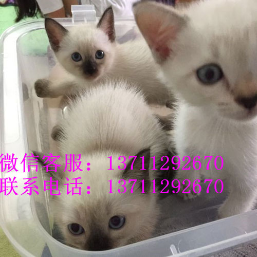 深圳哪里有出售暹罗猫 深圳暹罗猫一只多少钱