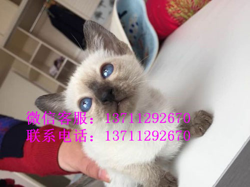 广州哪里有出售暹罗猫 广州暹罗猫一只多少钱