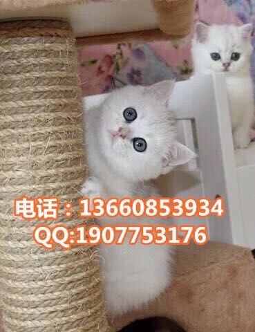 江门哪里有出售银渐层 江门银渐层一只多少钱